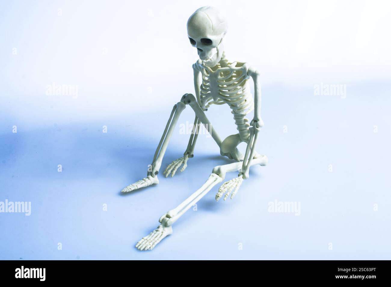 Model of artificial Human Skeleton on gray background Stock Photo