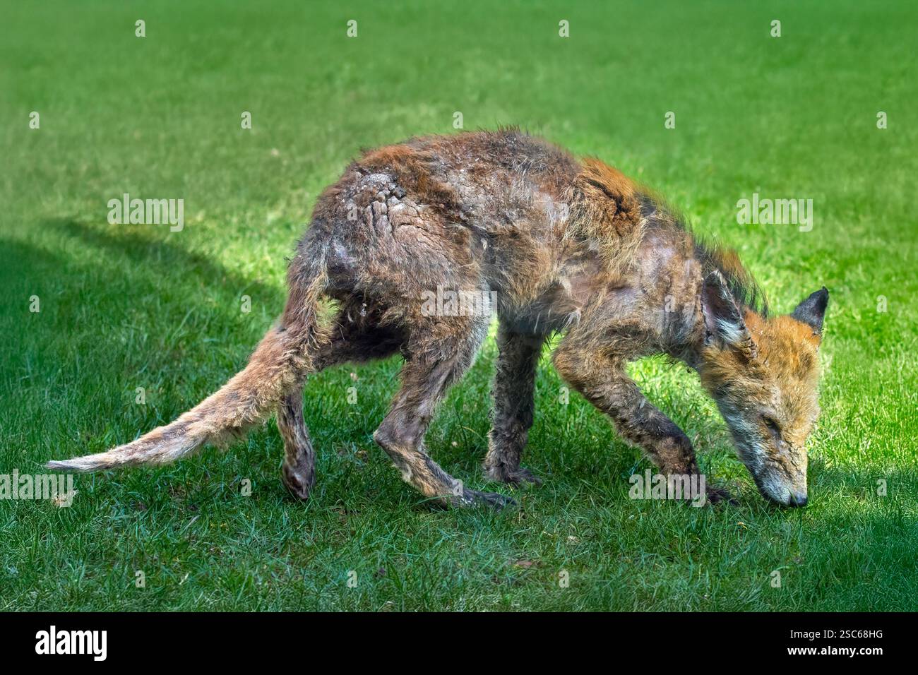 Fox mange hi-res stock photography and images - Alamy, image size:1300x956