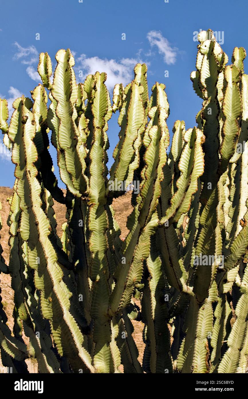 Euphorbia eritrea hi-res stock photography and images - Alamy