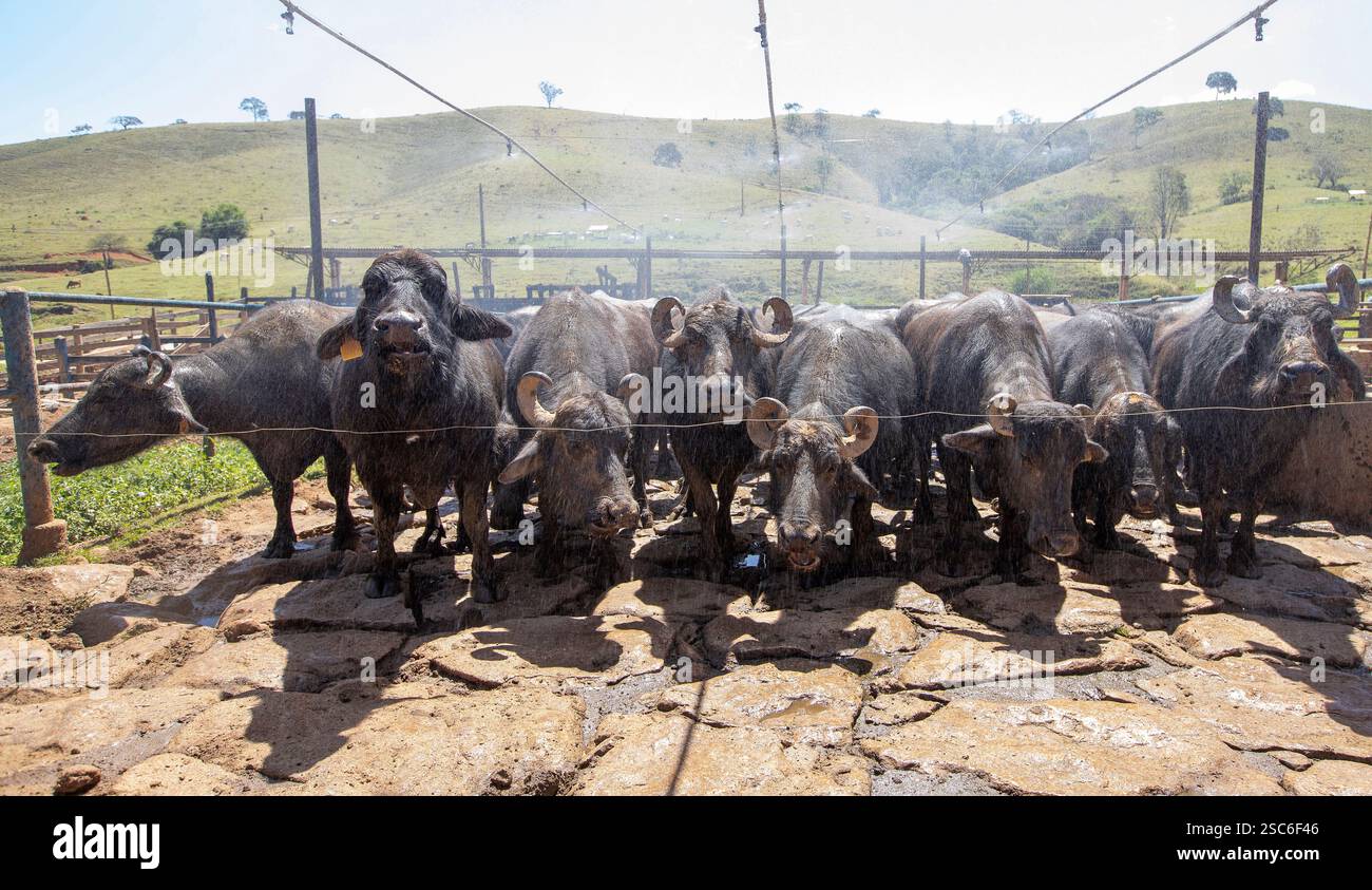 Buffalo cows in the corral to start milking for cheese production in ...