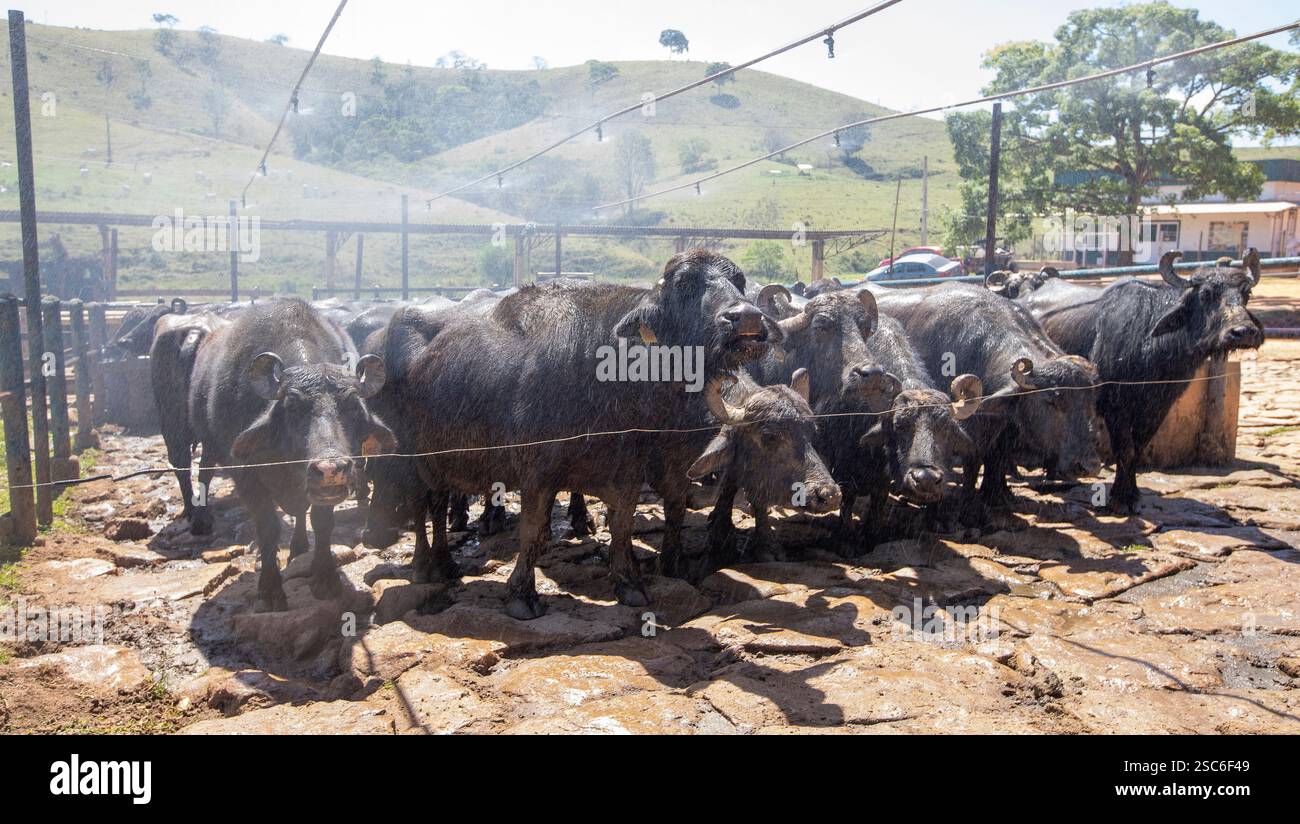 Buffalo cows in the corral to start milking for cheese production in ...