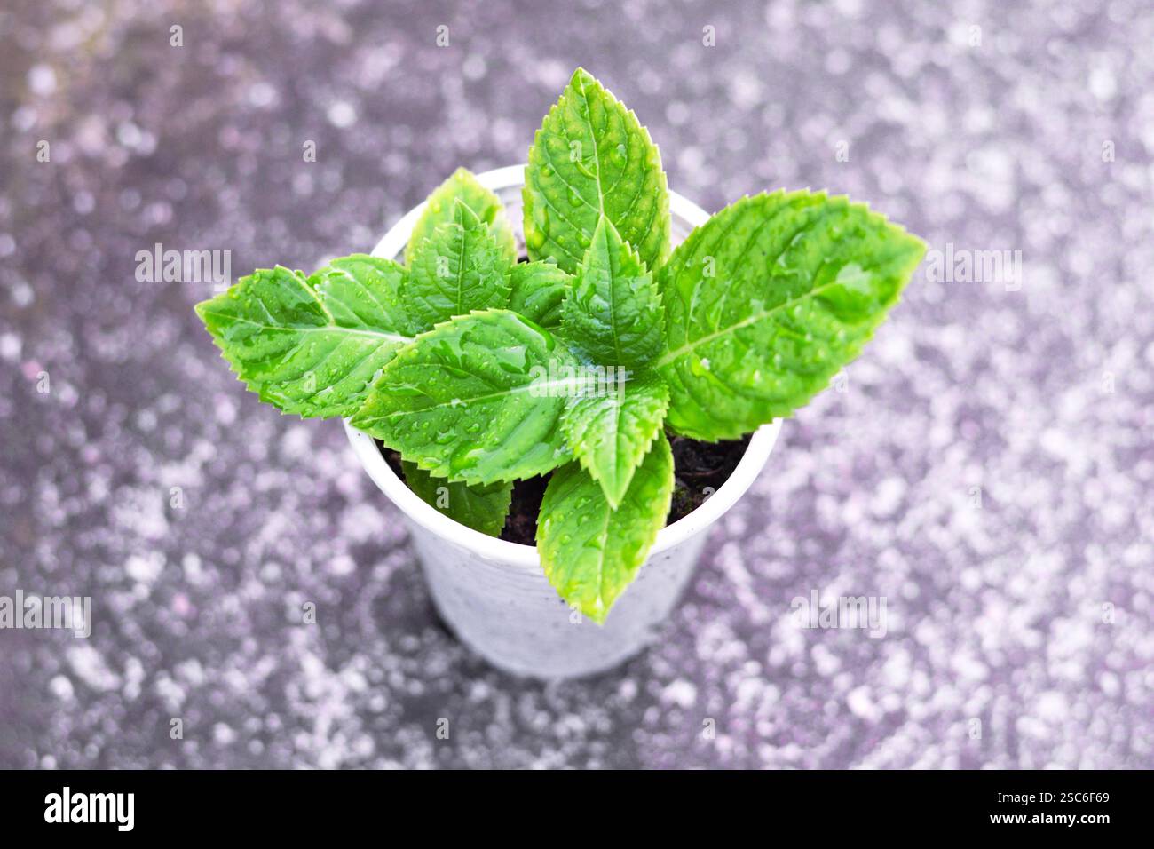 Top view of hydrangea sprout Stock Photo