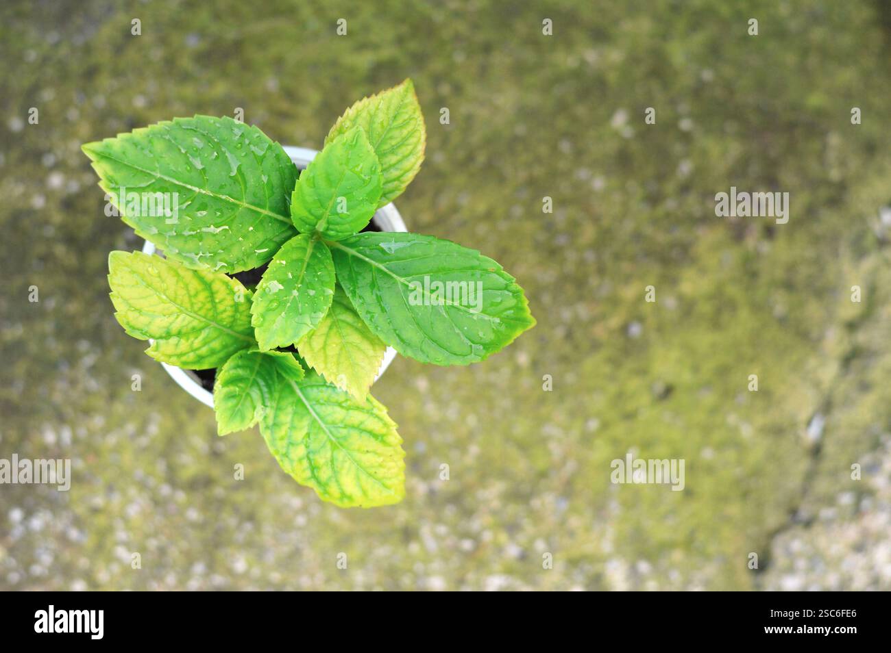 Propagating hydrangea cuttings Stock Photo