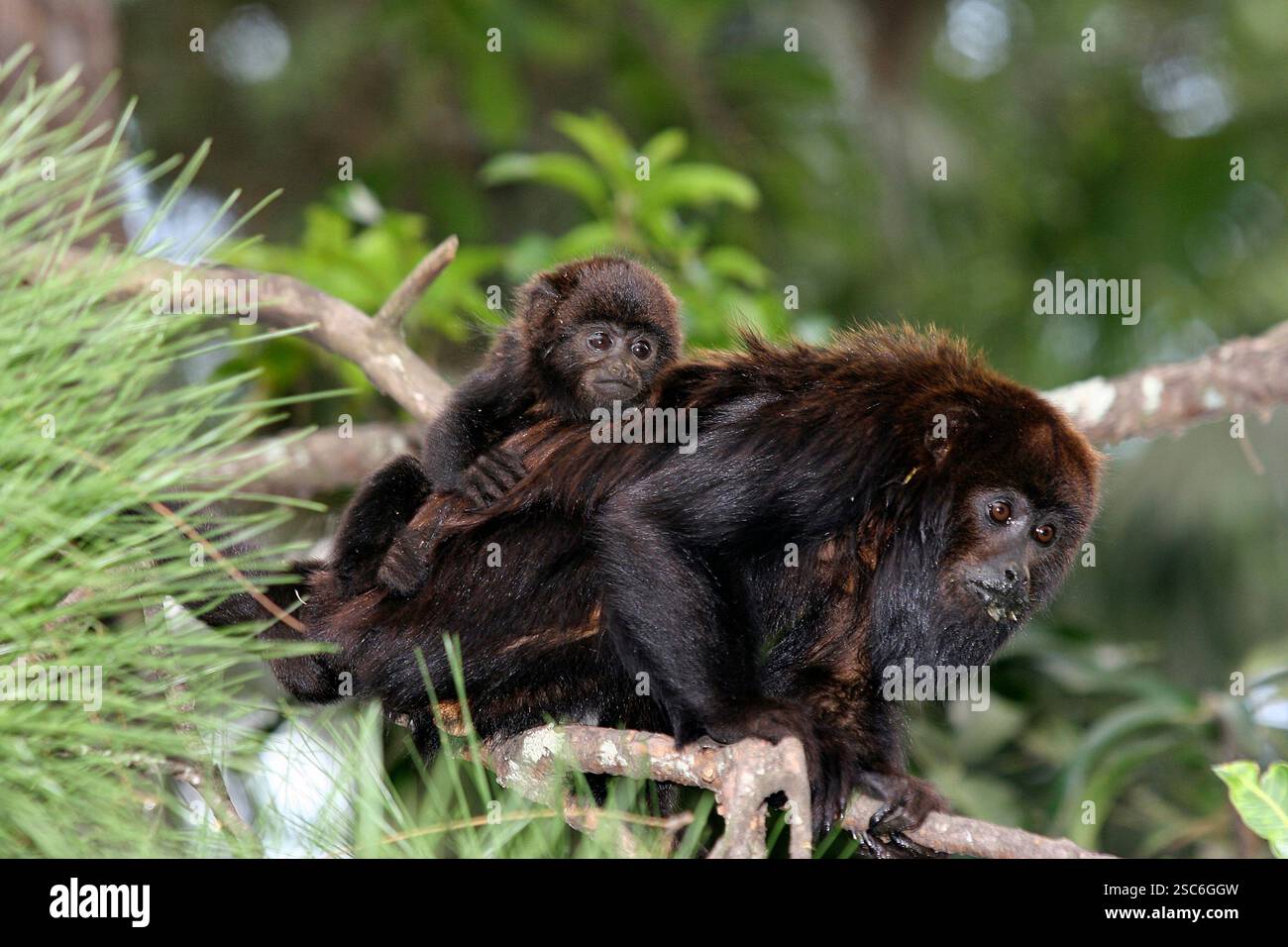 Macaco bugio hi-res stock photography and images - Alamy