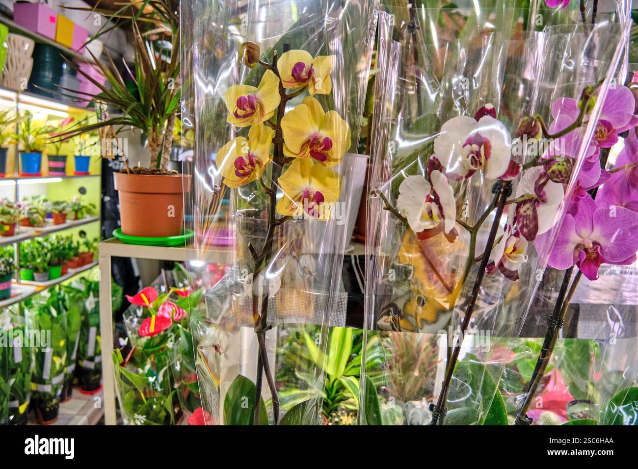 Displays of orchids hi-res stock photography and images - Alamy