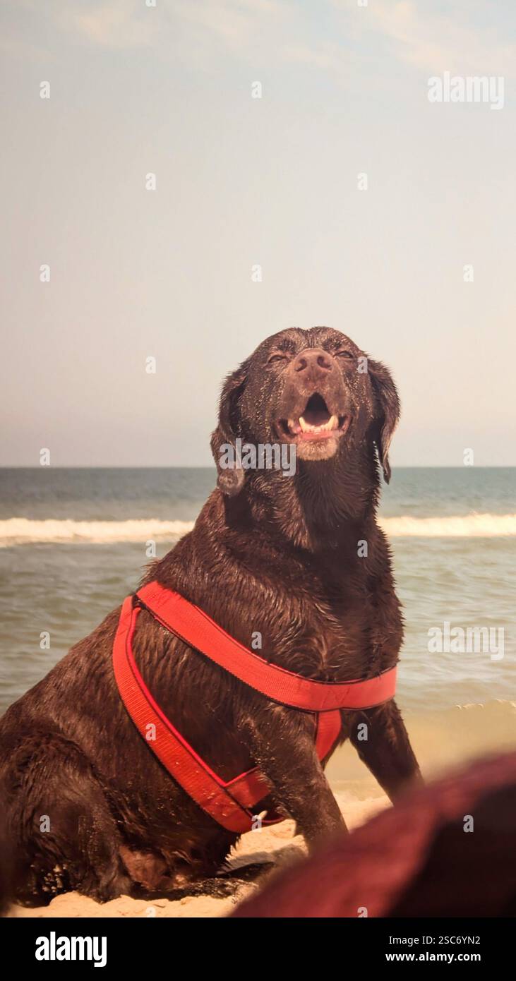 happy brown dog (labrador) enjoying a beach day during summer - Smartphone Captured Stock Image