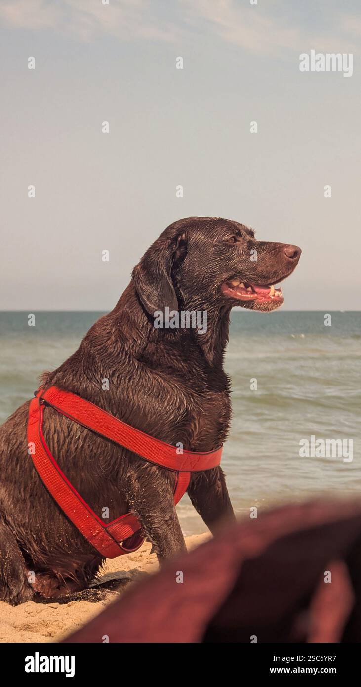 happy brown dog (labrador) enjoying a beach day during summer - Smartphone Captured Stock Image