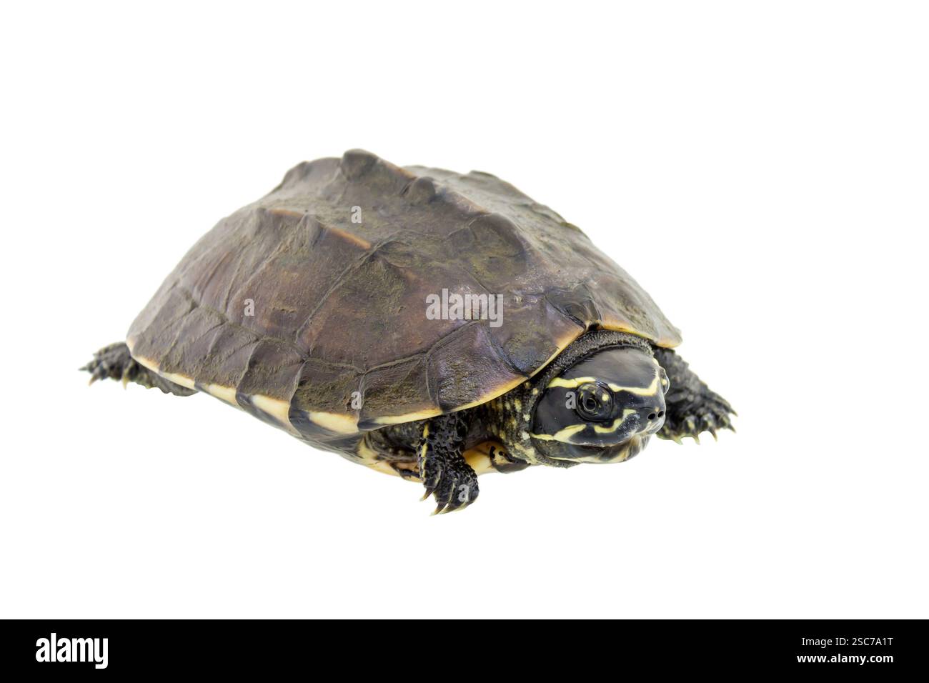 Turtle isolated on a white background Stock Photo - Alamy