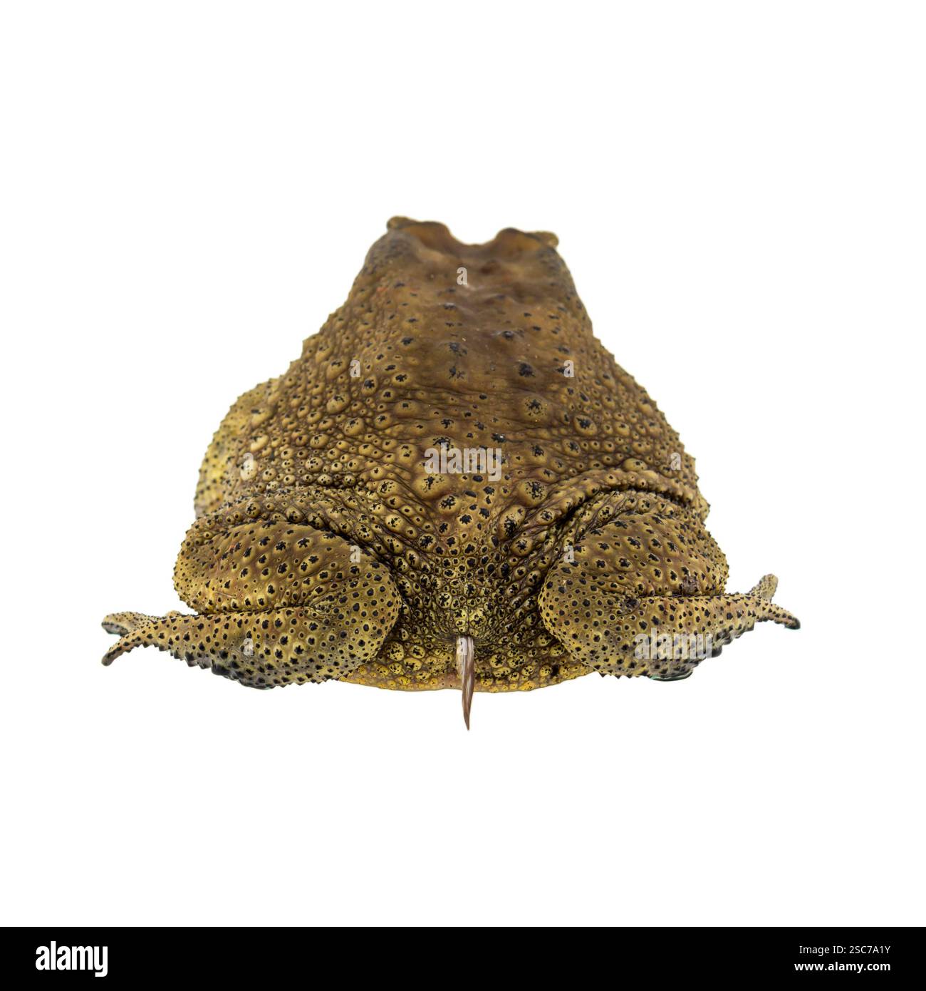 Toad Standing Rear Toad isolated on white background Stock Photo - Alamy