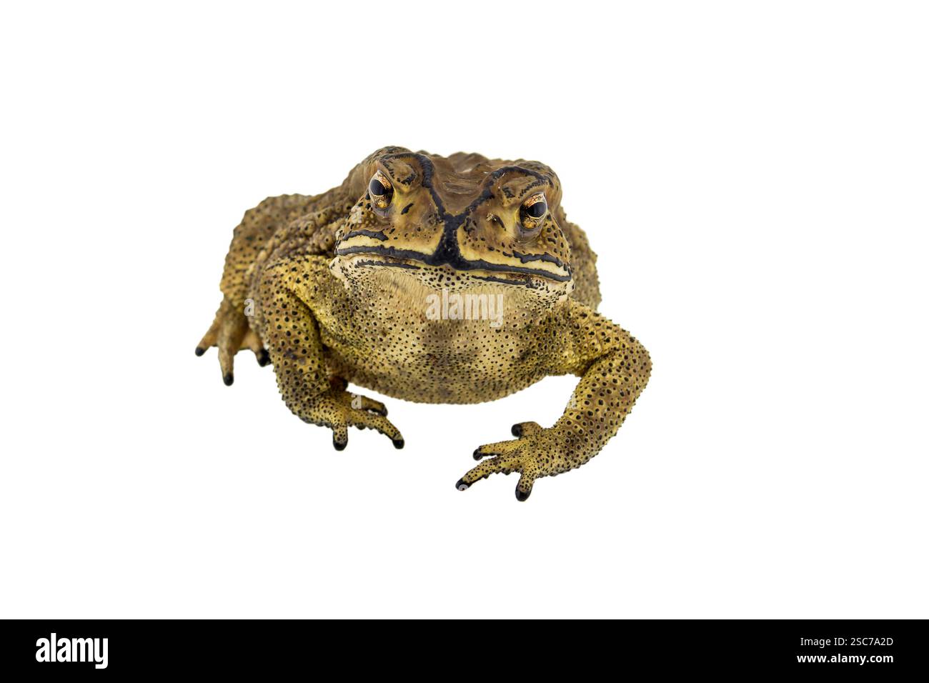 Toad isolated on white background Stock Photo - Alamy