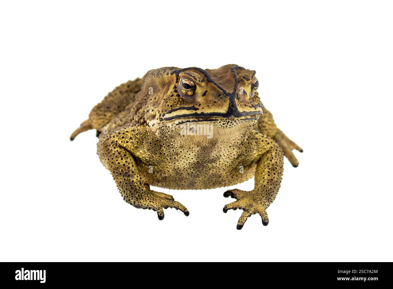 Toad isolated on white background Stock Photo - Alamy