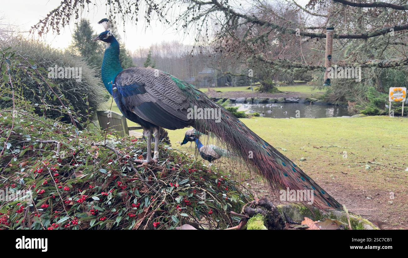 Beautiful peacocks and hens in a relaxing garden with a bench, grass and bushes. Wild animals in the farm. - Smartphone Captured Stock Image