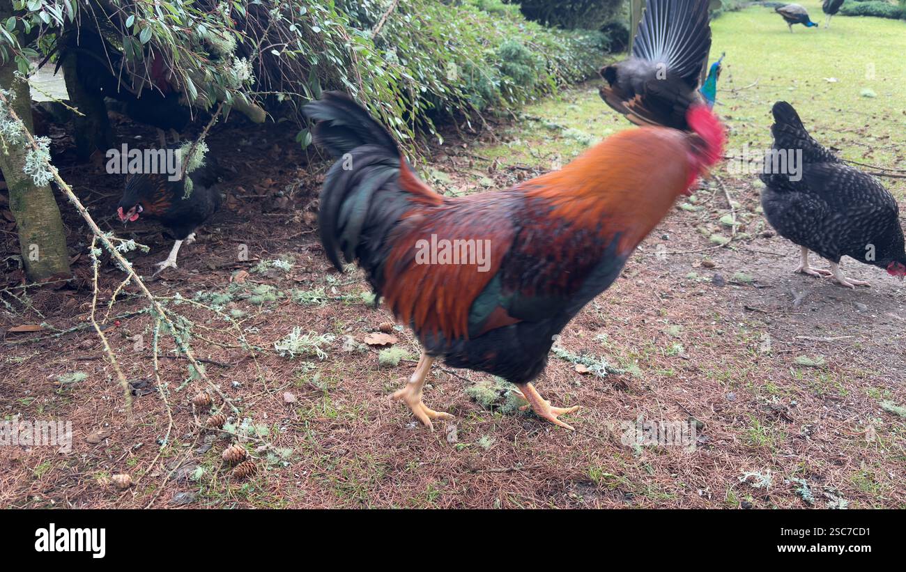 Beautiful chickens and hens in a relaxing garden with grass and bushes. Wild animals in the farm. - Smartphone Captured Stock Image