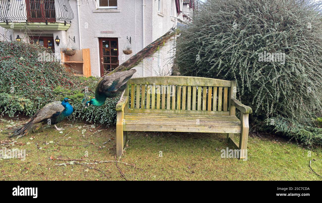 Beautiful peacocks and hens in a relaxing garden with a bench, grass and bushes. Wild animals in the farm. - Smartphone Captured Stock Image
