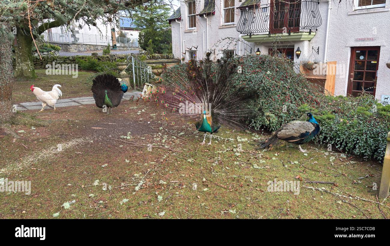 Beautiful peacocks and hens in a relaxing garden with a bench, grass and bushes. Wild animals in the farm. - Smartphone Captured Stock Image
