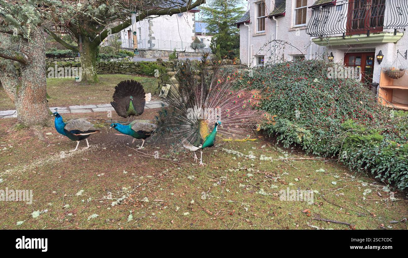 Beautiful peacocks and hens in a relaxing garden with a bench, grass and bushes. Wild animals in the farm. - Smartphone Captured Stock Image