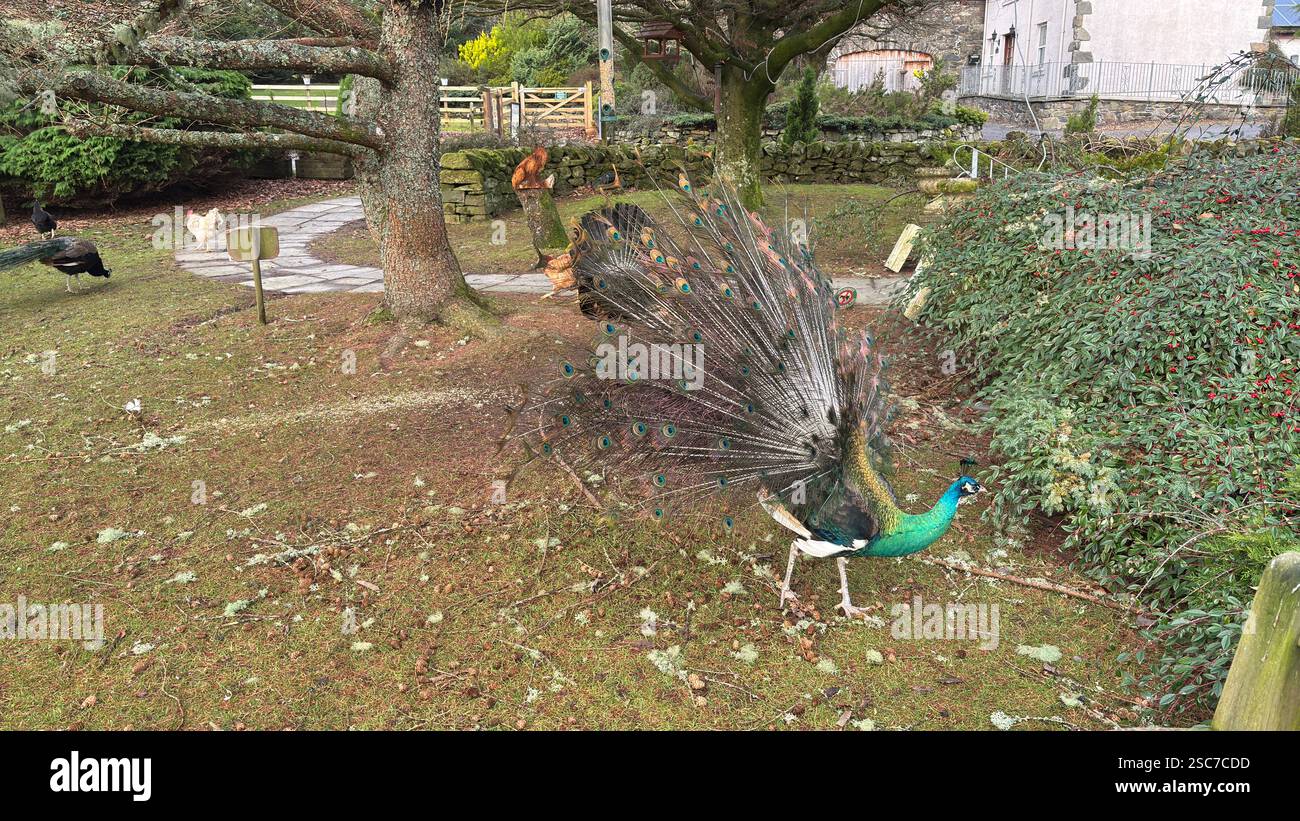 Beautiful peacocks and hens in a relaxing garden with a bench, grass and bushes. Wild animals in the farm. - Smartphone Captured Stock Image