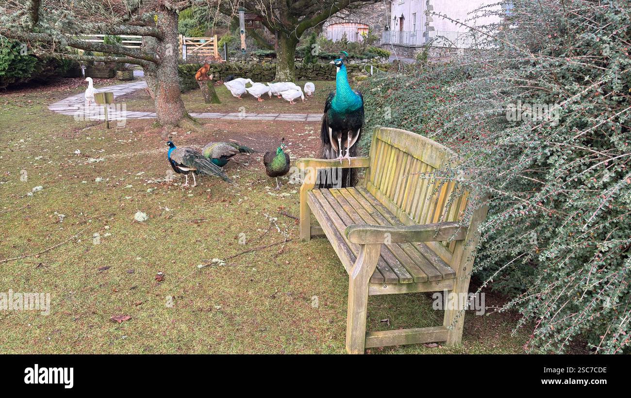 Beautiful peacocks and hens in a relaxing garden with a bench, grass and bushes. Wild animals in the farm. - Smartphone Captured Stock Image