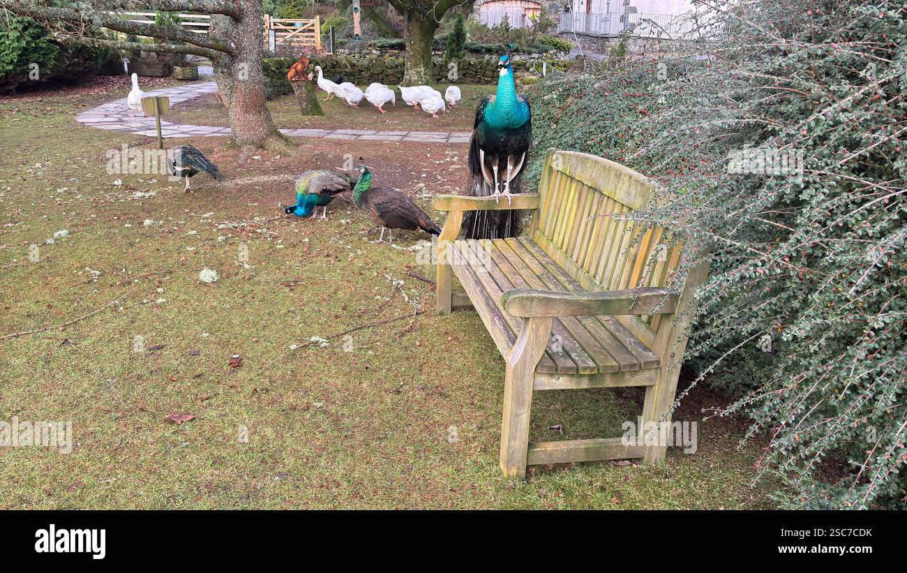 Beautiful peacocks and hens in a relaxing garden with a bench, grass and bushes. Wild animals in the farm. - Smartphone Captured Stock Image