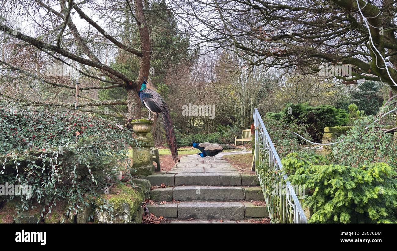 Beautiful peacocks and hens in a relaxing garden with a bench, grass and bushes. Wild animals in the farm. - Smartphone Captured Stock Image