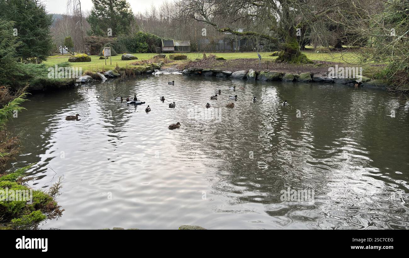 Ducks swimming on a duck pond in a beautiful garden - Smartphone Captured Stock Image