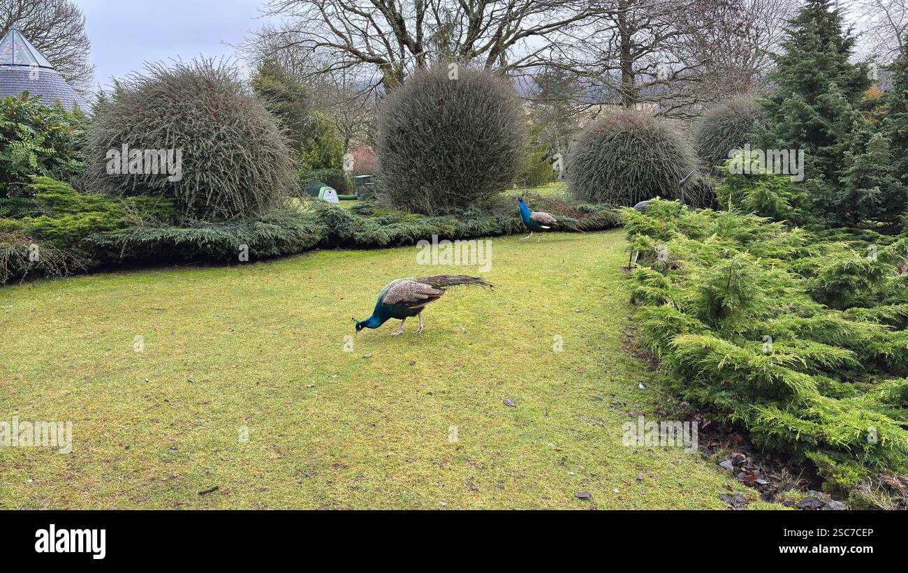 Beautiful peacocks and hens in a relaxing garden with a bench, grass and bushes. Wild animals in the farm. - Smartphone Captured Stock Image