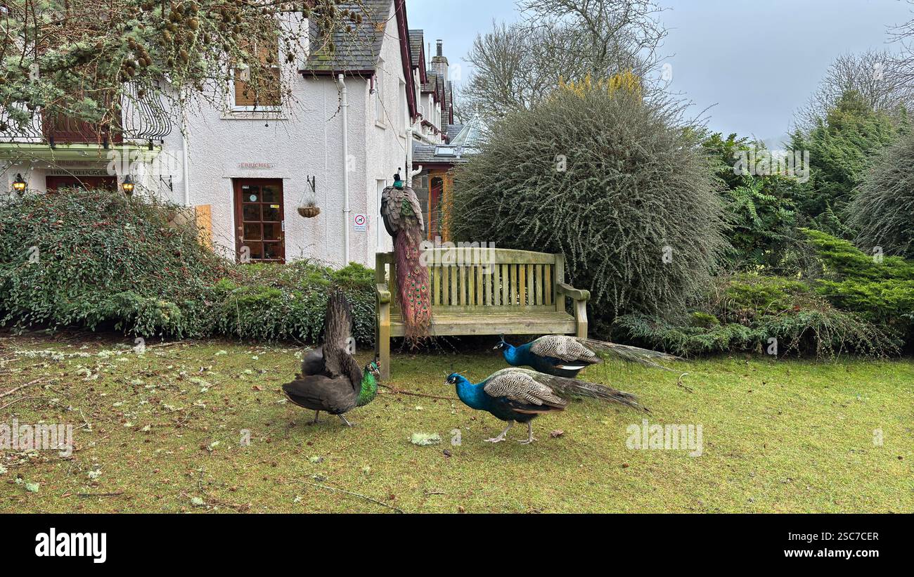 Beautiful peacocks and hens in a relaxing garden with a bench, grass and bushes. Wild animals in the farm. - Smartphone Captured Stock Image