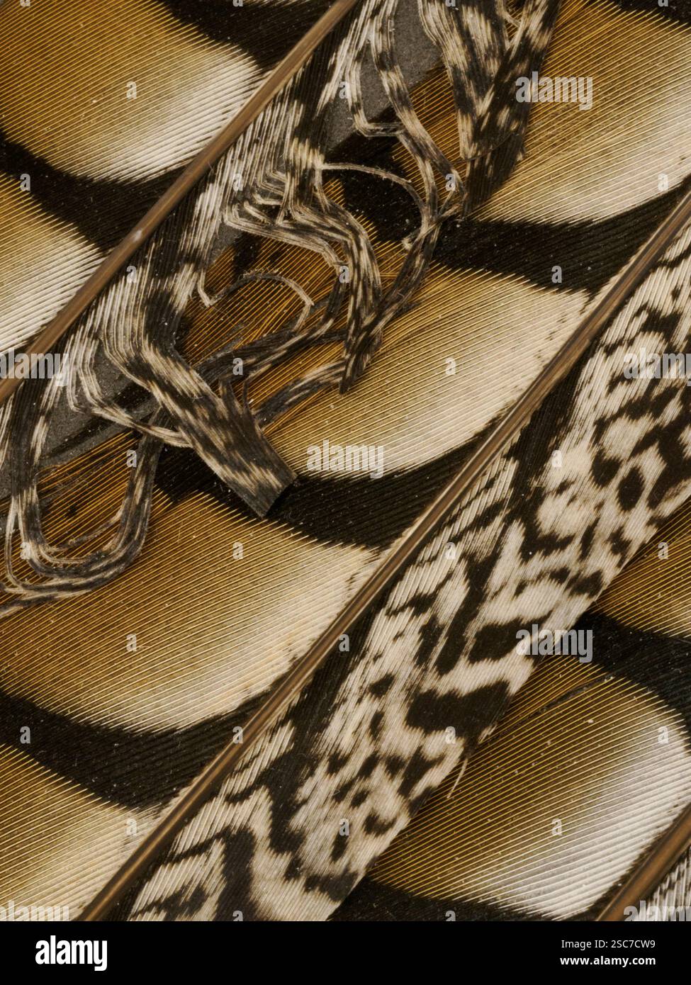 Close up of patterns in brown & black feather shot at a diagonal Stock Photo