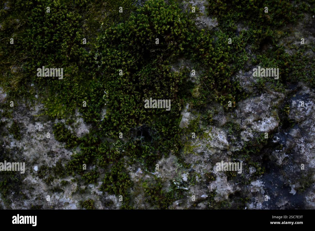 Stone wall with moss background. Stock Photo