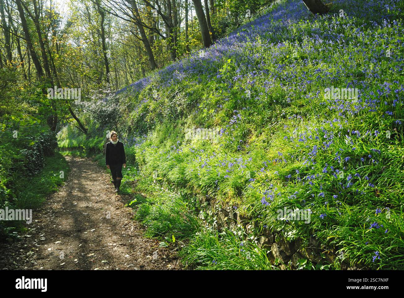 young woman walking in Bluebell wood,Fermain Bay, Island of Guernsey,Bailiwick of Guernsey,British Crown dependency,English Channel,Atlantic Ocean,Eur Stock Photo
