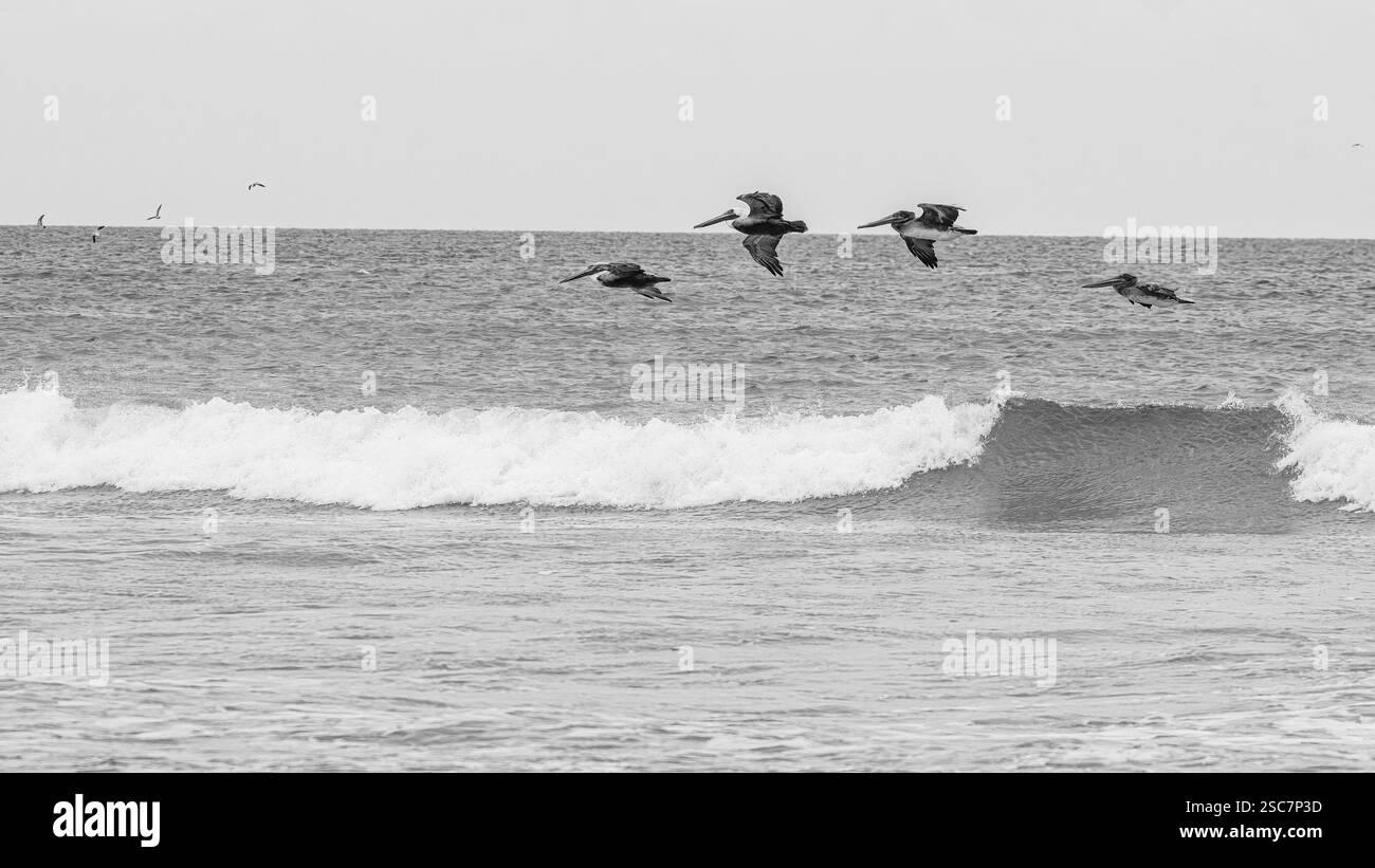 A flock of pelicans soars above rolling ocean waves, their dark silhouettes contrasting against the sea in a black-and-white coastal wildlife scene. Stock Photo