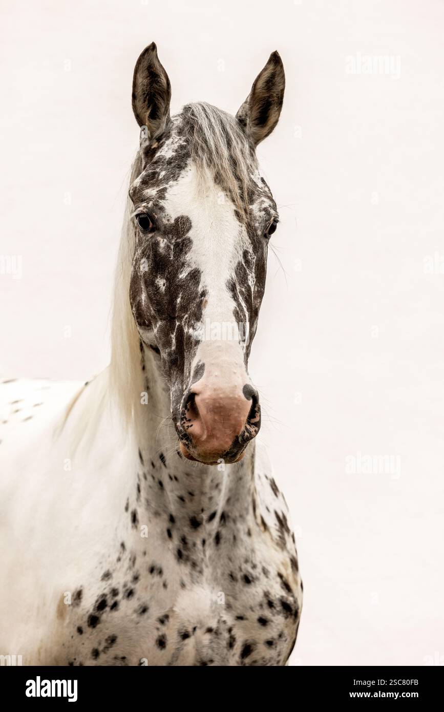 Head portrait of a horse mare with leopard coat color isolated on white ...