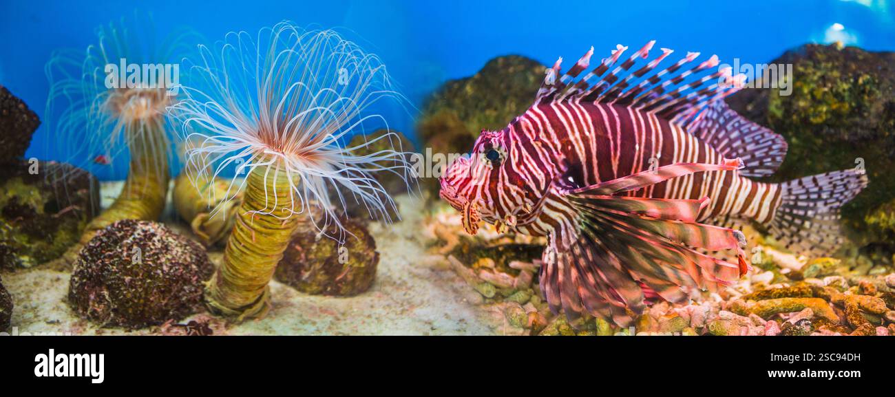 Fish in an aquarium in the National Oceanographic Museum of Vietnam.  Nha Trang Stock Photo