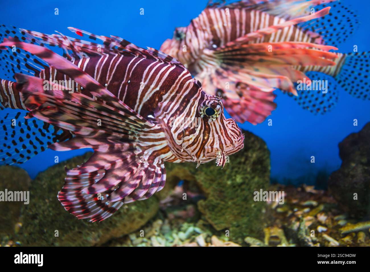 Fish in an aquarium in the National Oceanographic Museum of Vietnam.  Nha Trang Stock Photo