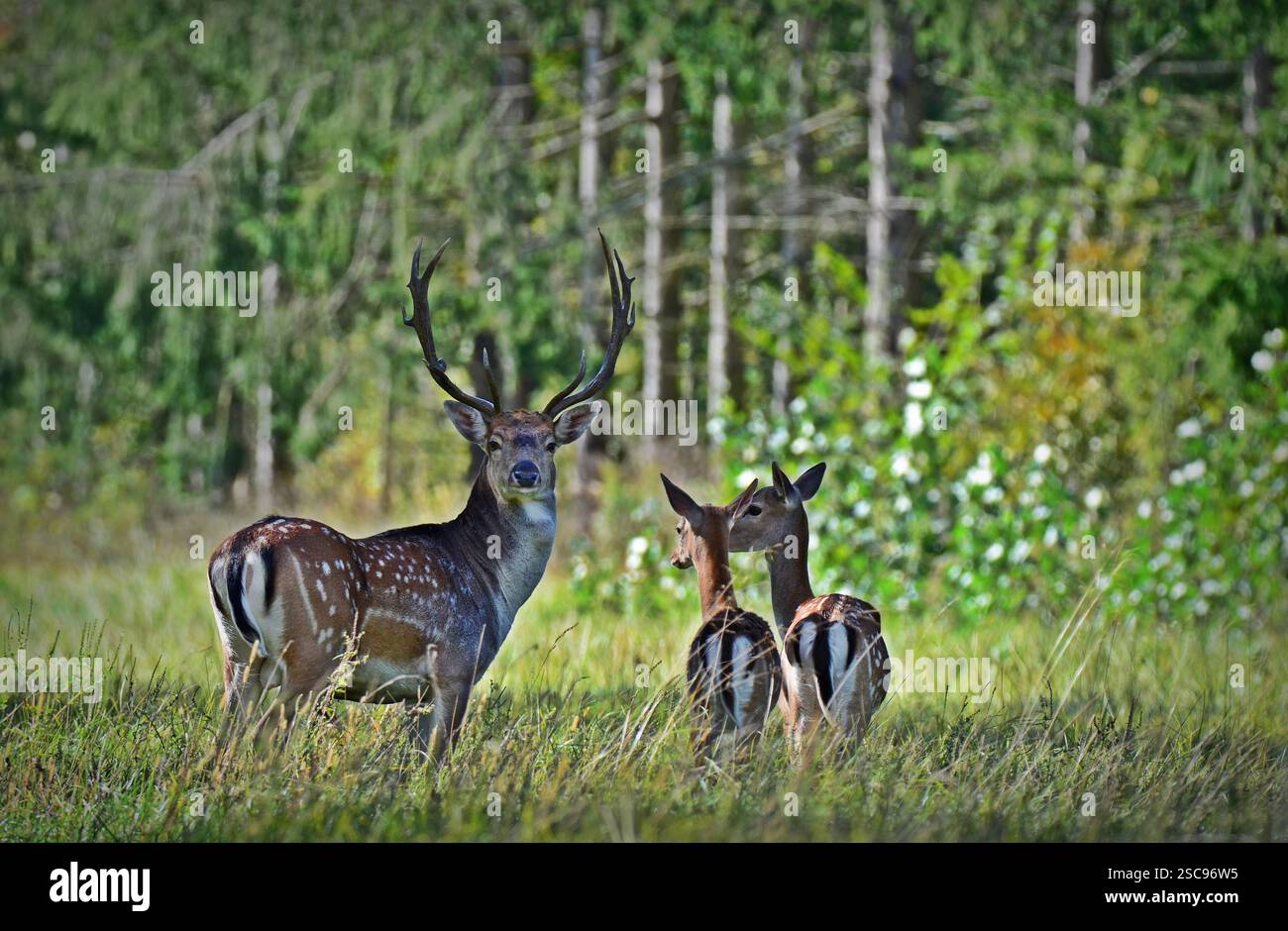 Fallow deer (Dama dama) in European oak and spurce forest Stock Photo ...