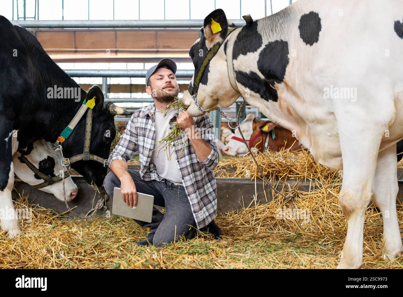 Male farmer with cows on a livestock farm Stock Photo