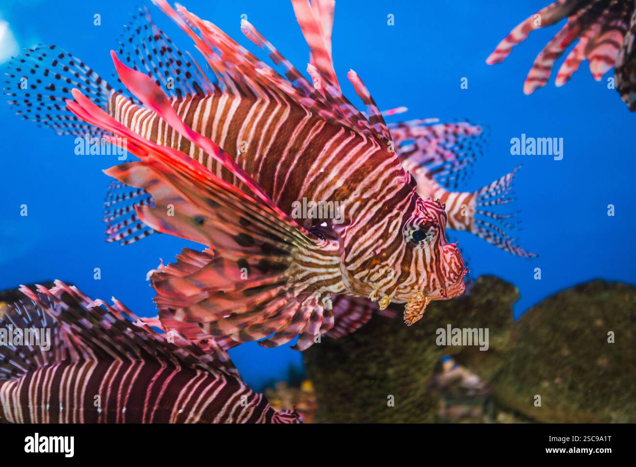 Fish in an aquarium in the National Oceanographic Museum of Vietnam.  Nha Trang Stock Photo