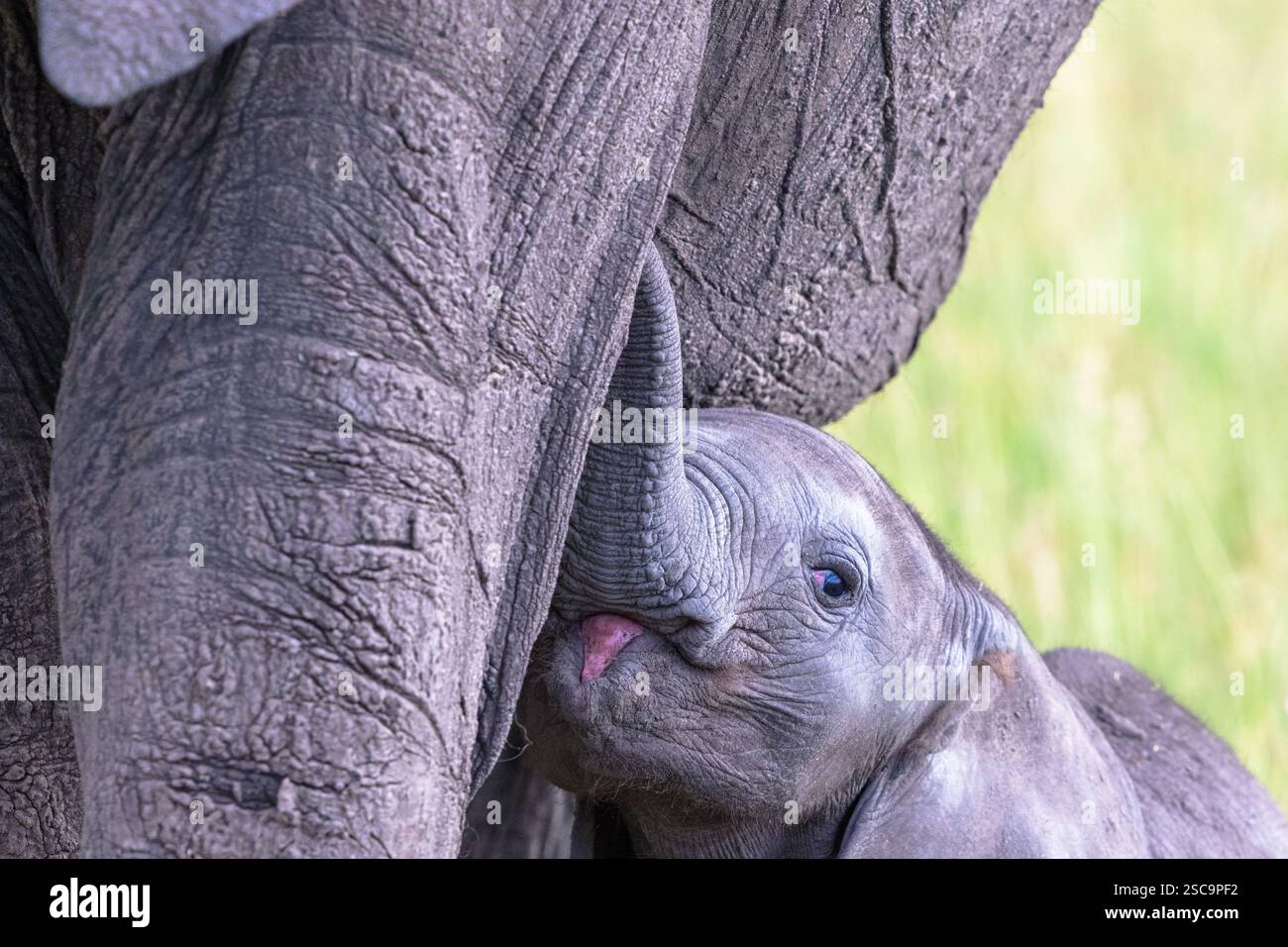 Playful Elephant calf at her mother's side Stock Photo - Alamy