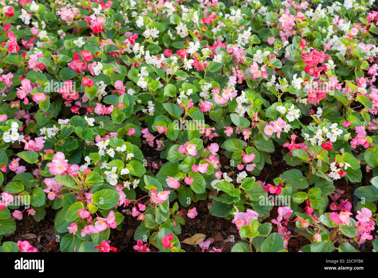 Begonia flower (Begonia semperflorens) blooming in the garden Stock ...