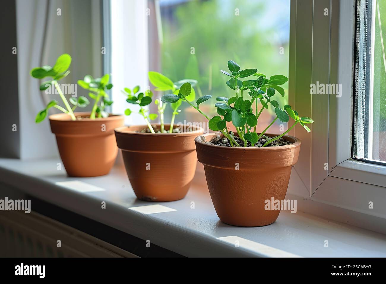 Young small vegetables plant seedling growing in pots on window sill at ...