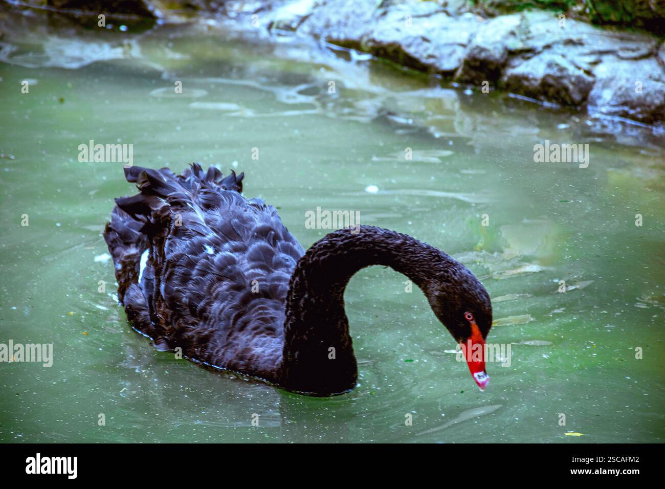 A swan swimming in a body of water Stock Photo - Alamy