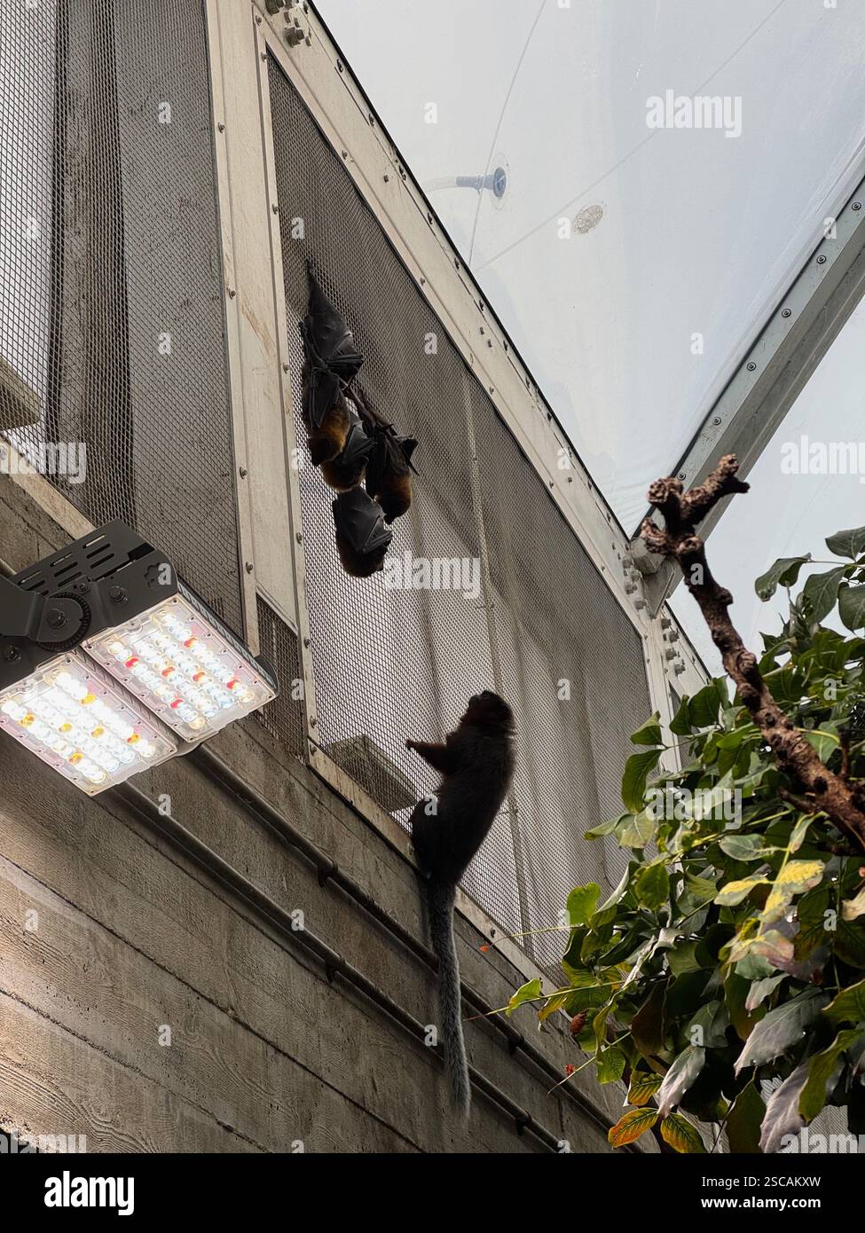 A curious Red Titi monkey looks at a group of Rodrigues fruit bats - Smartphone Captured Stock Image