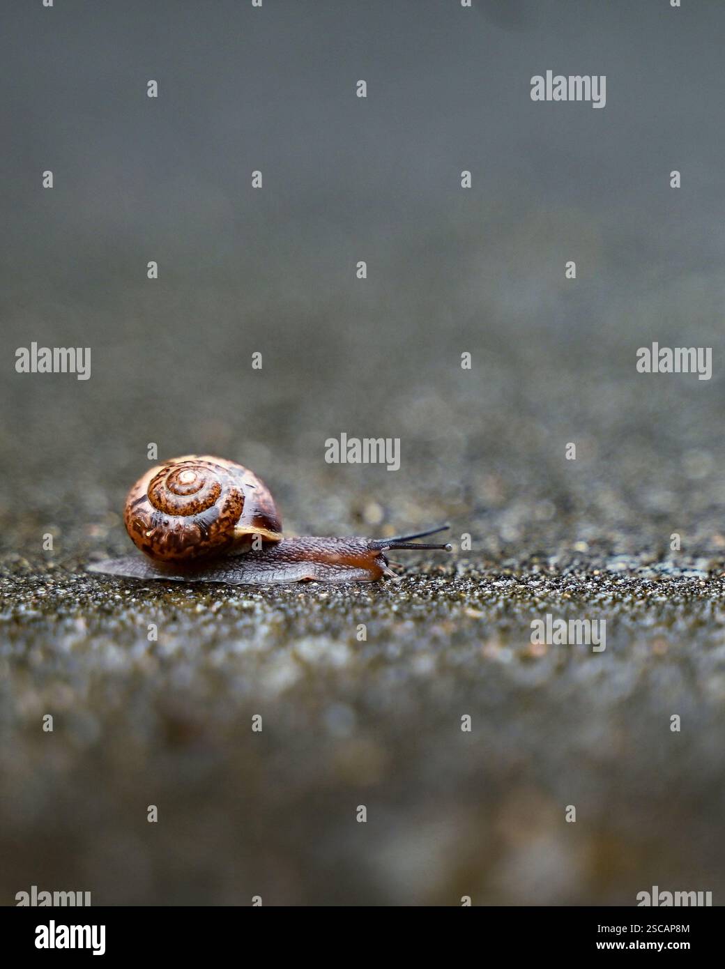 A small snail in shell crawling on road. Copy space Stock Photo