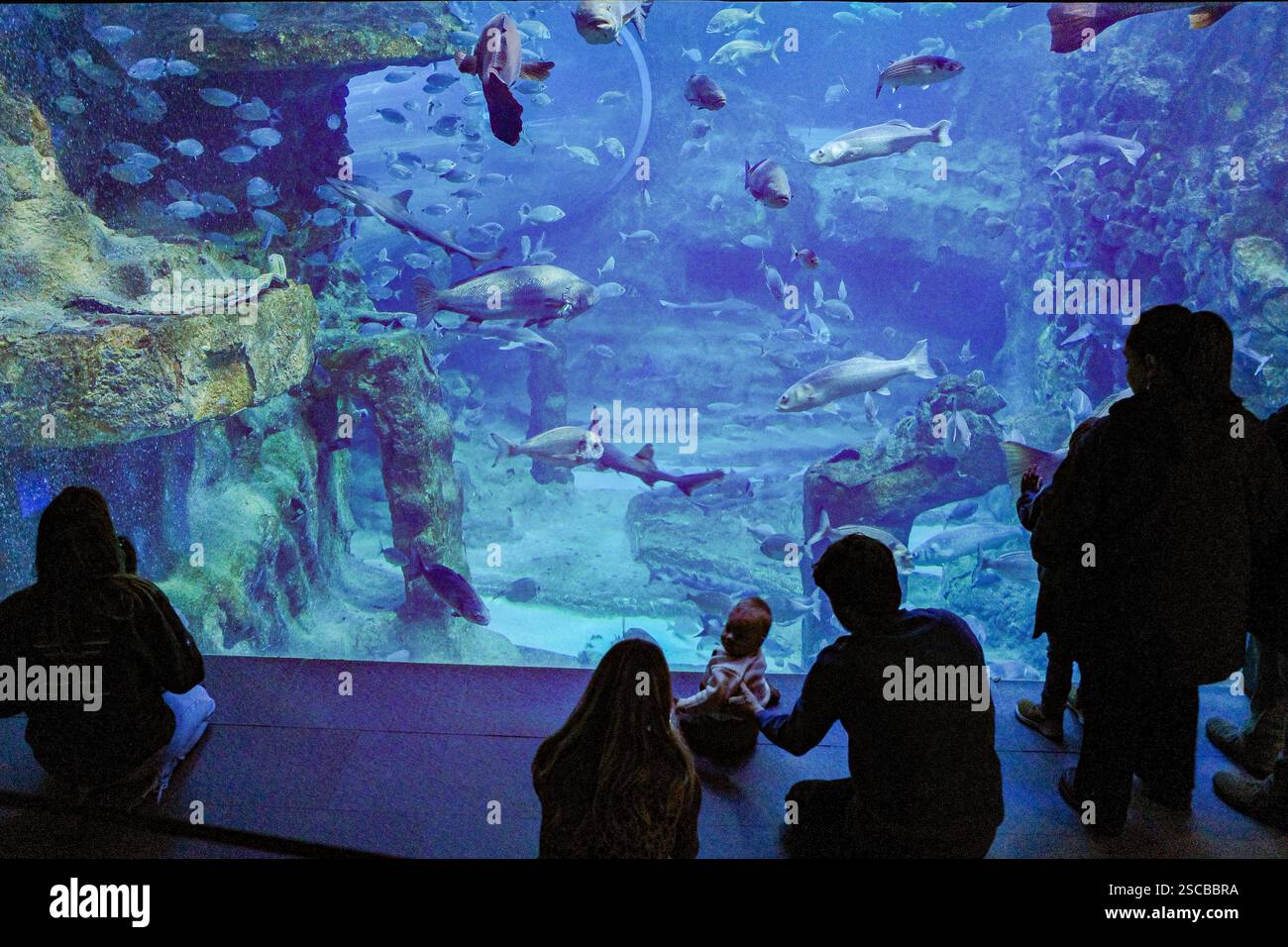 San Sebastian, Spain - 26 Jan, 2025: Visitors watch fish in a tank at ...