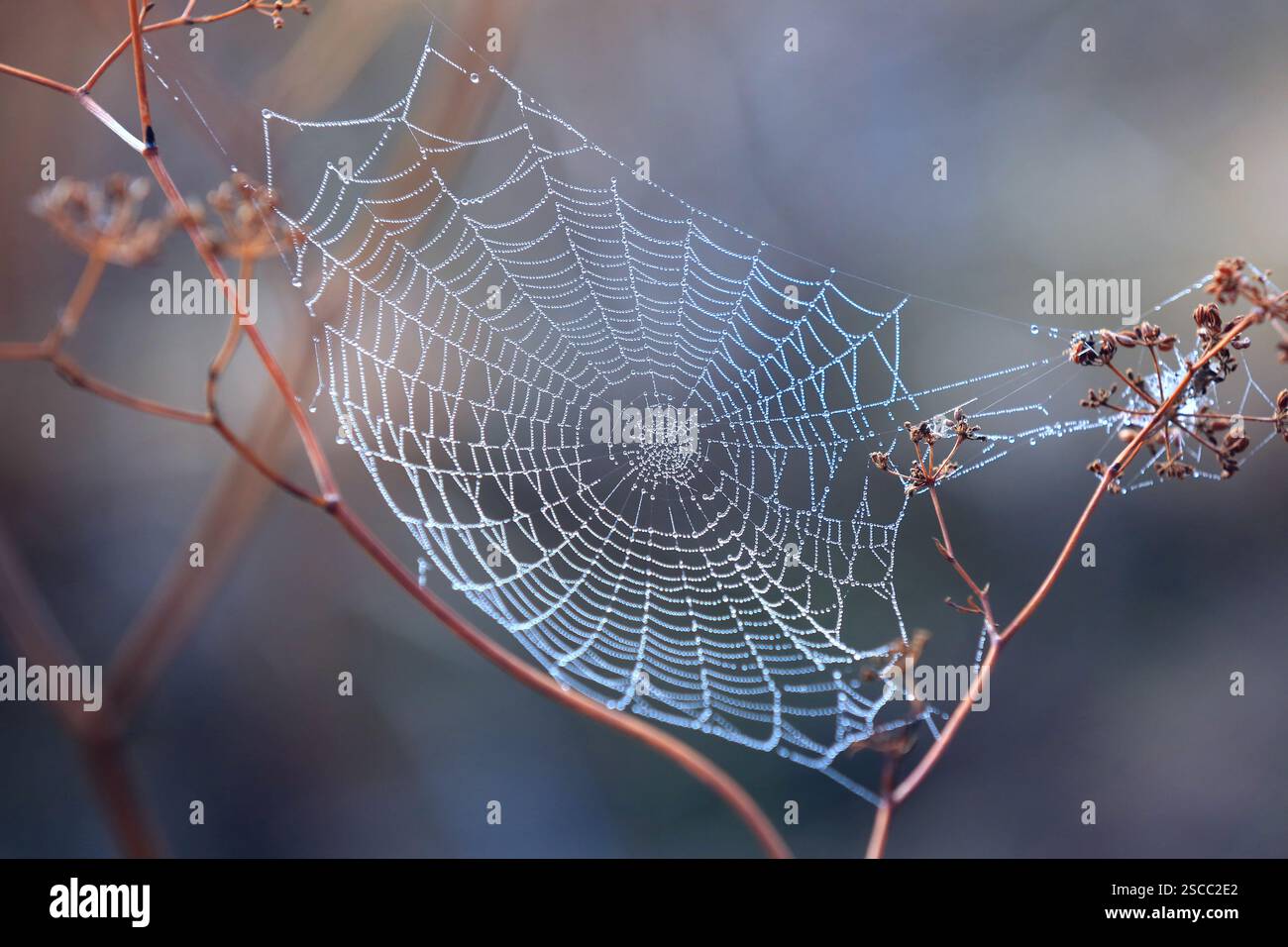 Nice spider web with water drops morning dew Stock Photo