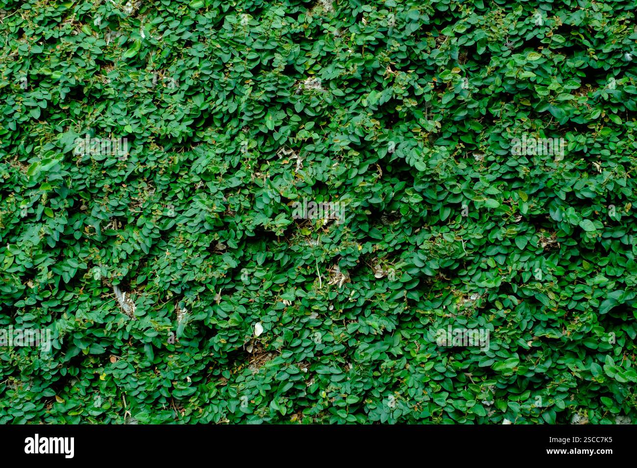 A detailed view of a vertical wall entirely covered by lush green ivy ...