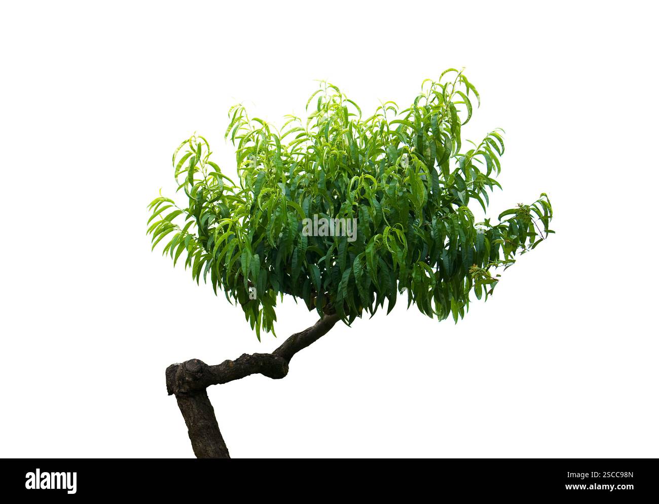 Japanese miniature bonsai tree isolated on a white background Stock ...