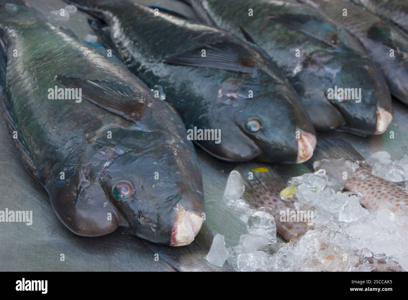 Fresh fish at the seafood market in Thailand Stock Photo - Alamy