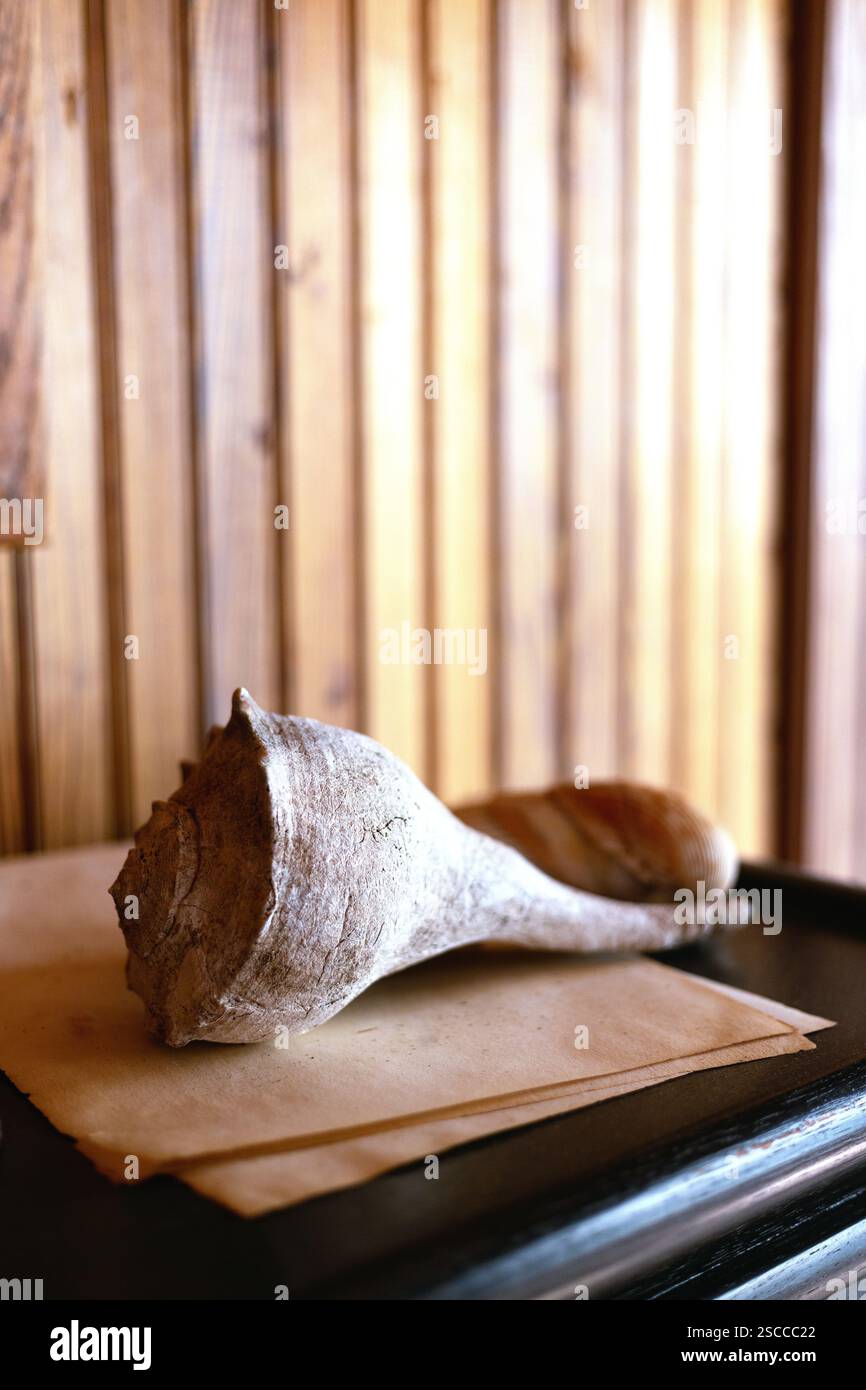 A large, beautiful old seashell on a shelf. Stock Photo