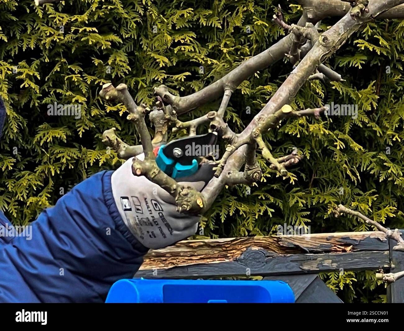 Hand Hände mit Gartenhandschuh und einer Gardena Gartenschere beim Abschneiden junger Zweige an einen Bio Apfelbaum im Februar im Garten in Hamburg am 06.Februar 2025 - Die Abgebildeten Persohn ist mit einer Veroeffentlichung einverstanden - Als Baum Schnitt bezeichnet man in allen Sparten des Gartenbaus den Beschnitt Beschneidung junger Triebe an Gehölzen als Rückschnitt, als das Absetzen jüngeren, zu starken Wuchses auf Altholz. HH Deutschland *** Hand hands with gardening glove and Gardena garden shears cutting off young branches on an organic apple tree in February in the garden in Hamburg Stock Photo